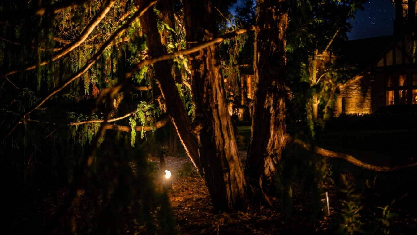 Westgate Walk Project - Specimen Tree Uplighting