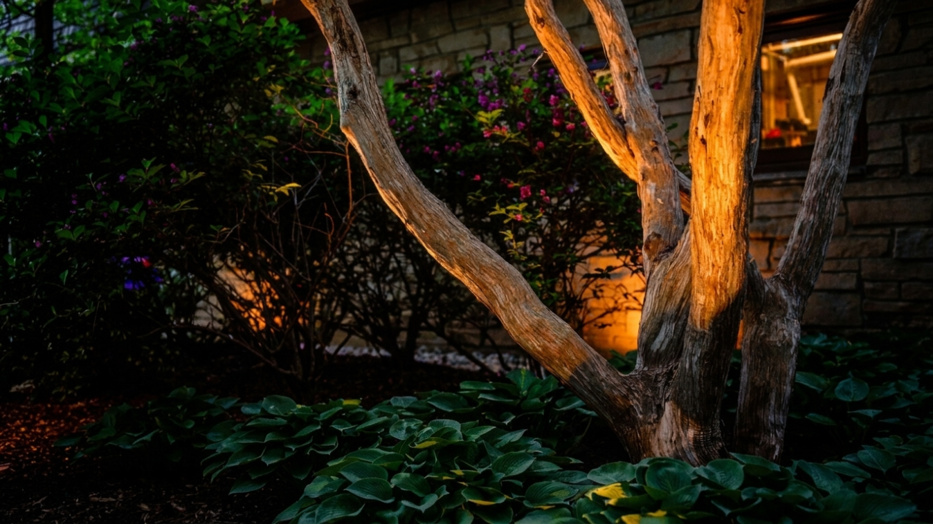 Westgate Walk Project - Feature Tree Uplighting